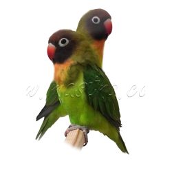 Agapornis hnědohlavý, samolepka papoušci