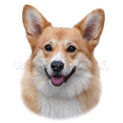 Velškorgi, welshcorgi samolepka oboustranná 28