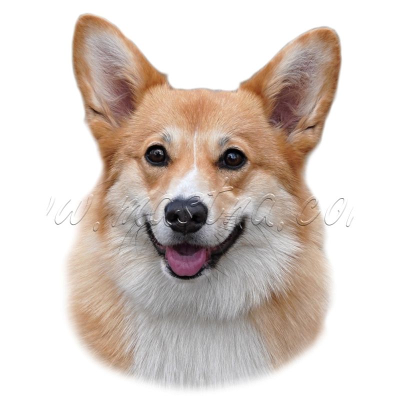 Velškorgi, welshcorgi samolepka oboustranná 28