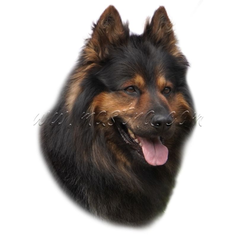 Chodský pes samolepka oboustranná 8