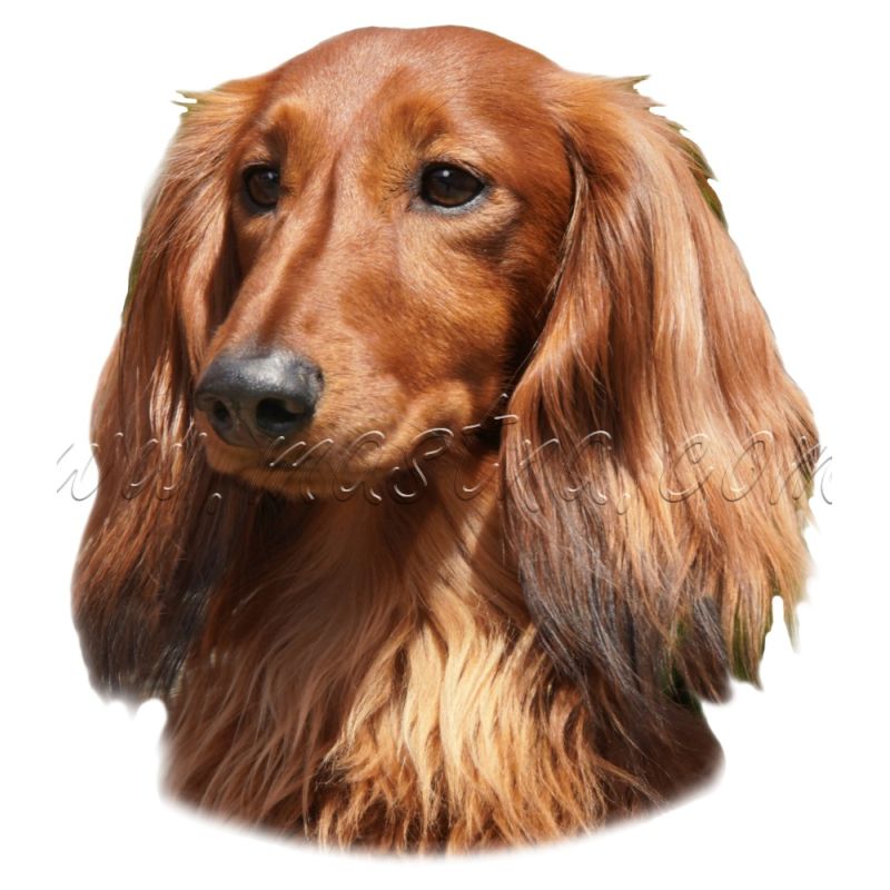 Jezevčík dlouhosrstý, samolepka oboustranná 233