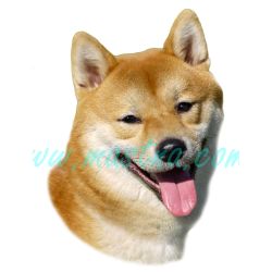 Šiba, shiba inu, samolepka oboustranná 251