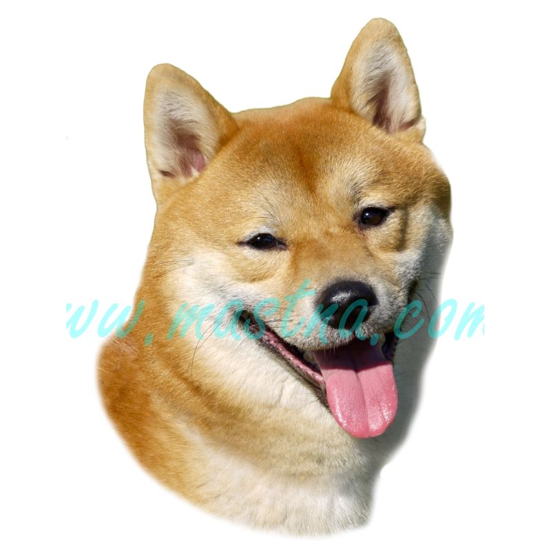 Šiba, shiba inu, samolepka oboustranná 251
