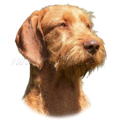 Vyžla, maďarský ohař, samolepka oboustranná 311