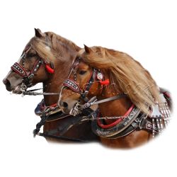 Chladnokrevníci, norik, samolepka koně