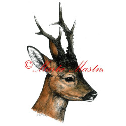 Kolorovaná perokresba  - ceník