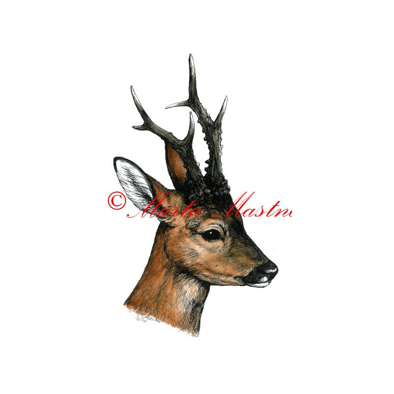 Kolorovaná perokresba  - ceník