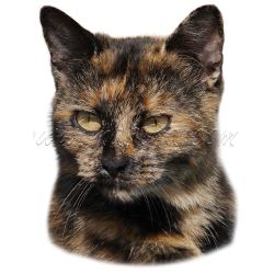 Samolepka kočka želvovinová