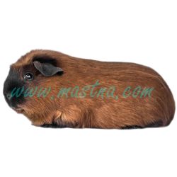 Samolepka morče kalifornská kresba 2