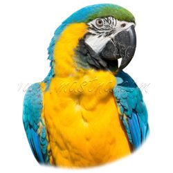 Samolepka ara ararauna, papoušek