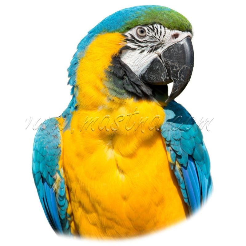 Samolepka ara ararauna, papoušek