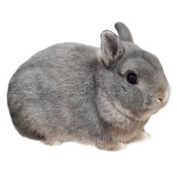 Zakrslý divoce modrý králík, samolepka