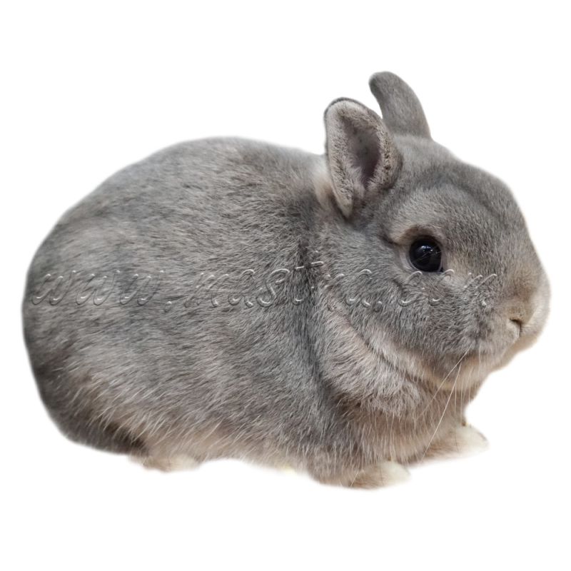 Zakrslý divoce modrý králík, samolepka