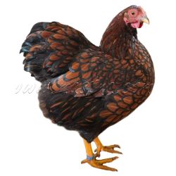 Vyandotka zlatá černě lemovaná, samolepka drůbež, slepice wyandot