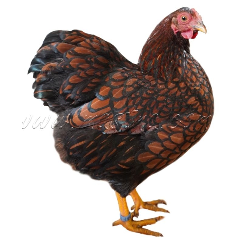 Vyandotka zlatá černě lemovaná, samolepka drůbež, slepice wyandot