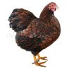 Vyandotka zlatá černě lemovaná, samolepka drůbež, slepice wyandot