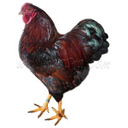 Vyandotka zlatá černě lemovaná, samolepka drůbež, kohout wyandot