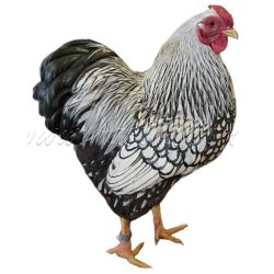 Vyandotka stříbrná černě lemovaná, samolepka drůbež, kohout wyandot