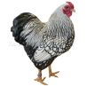 Vyandotka stříbrná černě lemovaná, samolepka drůbež, kohout wyandot