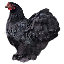 Kočinka černá, samolepka drůbež, slepice