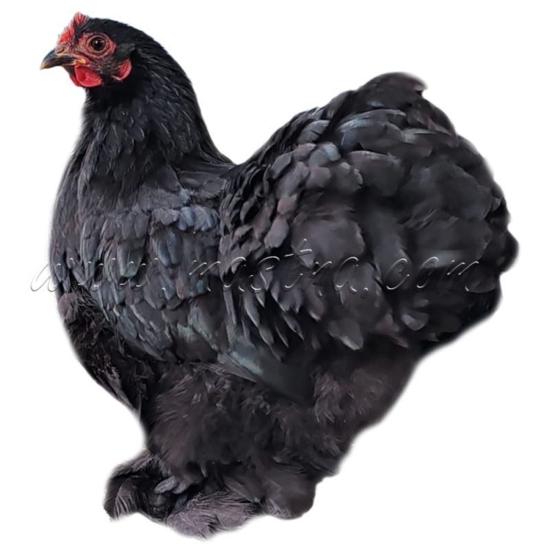 Kočinka černá, samolepka drůbež, slepice