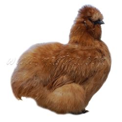 Hedvábnička vousatá žlutá, samolepka drůbež, slepice