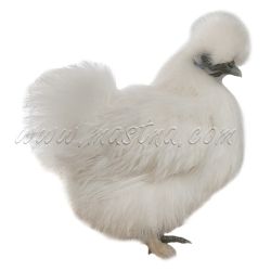 Hedvábnička bílá, samolepka drůbež, slepice