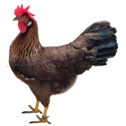 Vlaška koroptví, samolepka drůbež, slepice