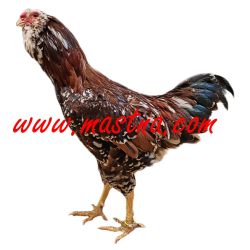 Orlovka pestrá, samolepka drůbež, kohout