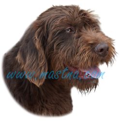 Pudlpointr, pudelpointer, ohař, samolepka oboustranná 296