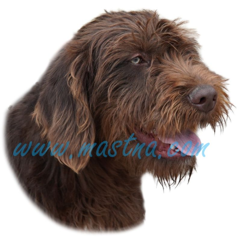 Pudlpointr, pudelpointer, ohař, samolepka oboustranná 296