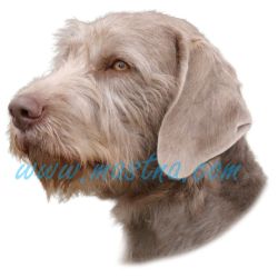 Samolepka slovenský hrubosrstý ohař, stavač - archiv 313