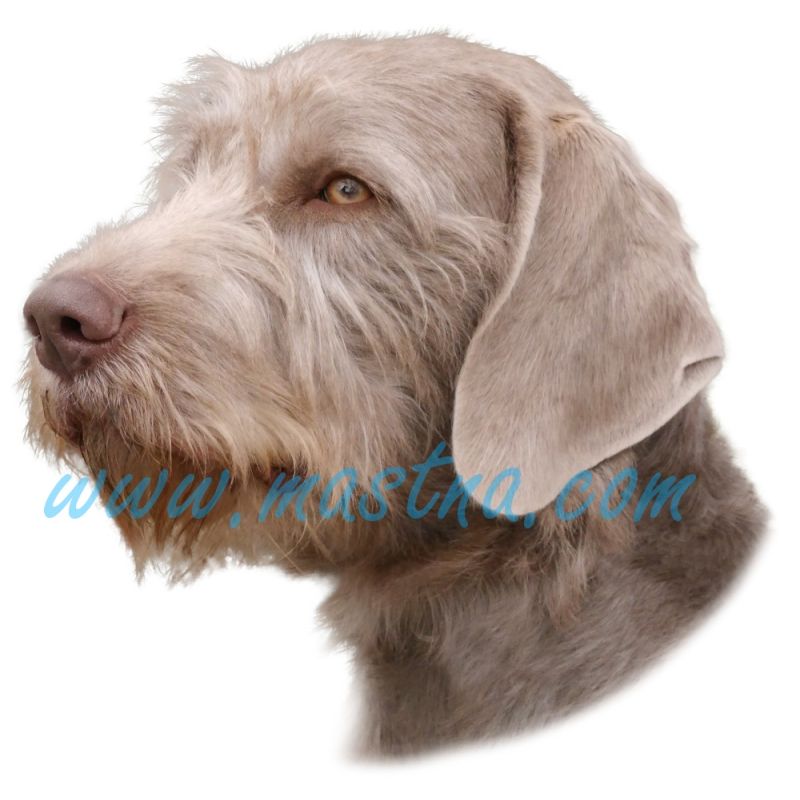 Samolepka slovenský hrubosrstý ohař, stavač - archiv 313