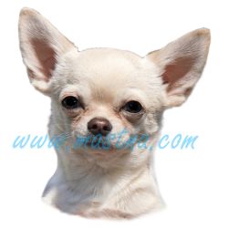 Čivava krátkosrstá, chihuahua, samolepka oboustranná 392