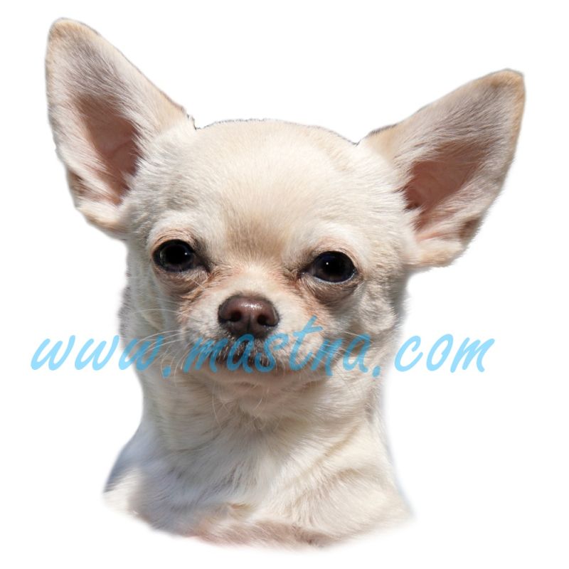 Čivava krátkosrstá, chihuahua, samolepka oboustranná 392