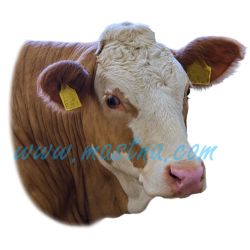 Český strakatý skot, samolepka kráva