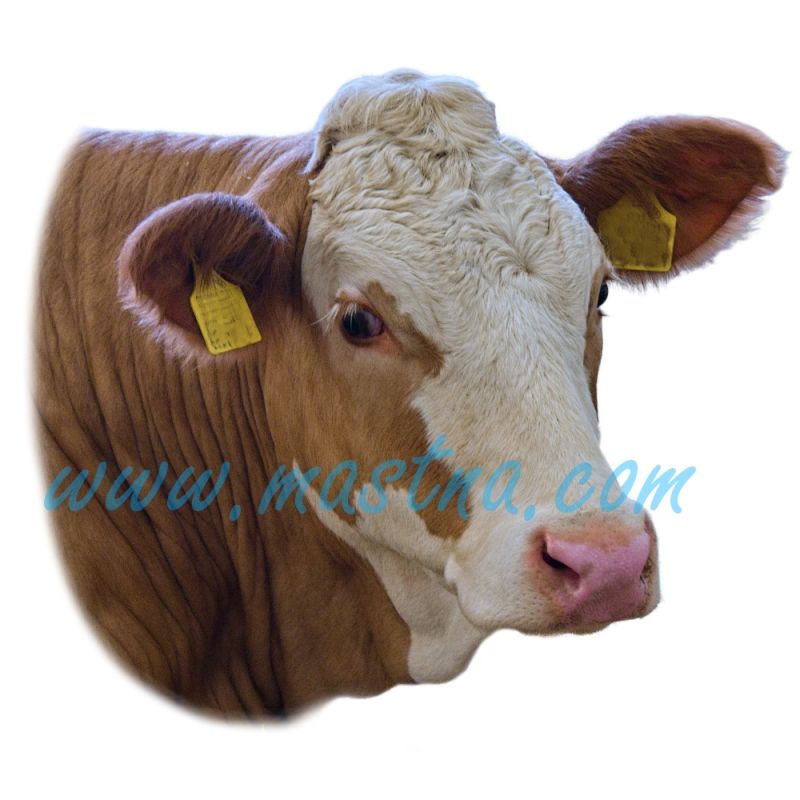 Český strakatý skot, samolepka kráva