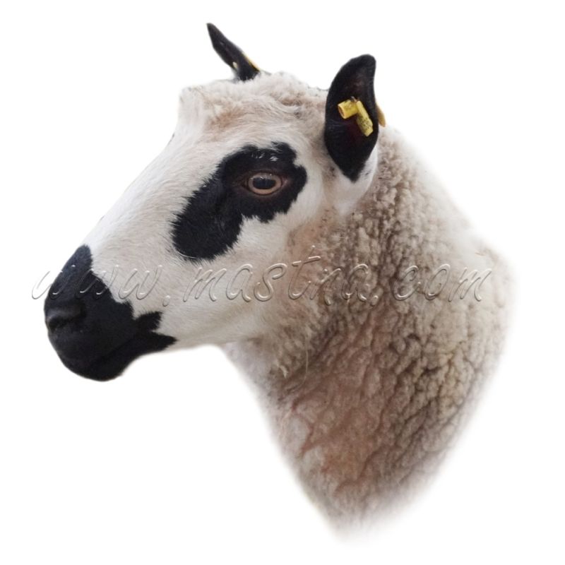 Kerry Hill, samolepka ovce