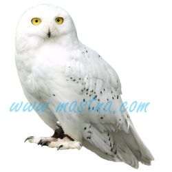Sovice sněžní, sněžná sova, samolepka oboustranná