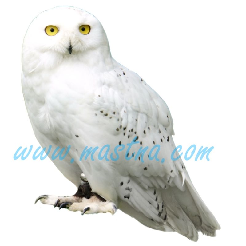 Sovice sněžní, sněžná sova, samolepka oboustranná