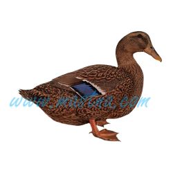 Kachna ruánská, samolepka drůbež