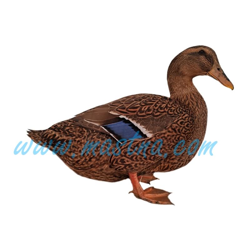 Kachna ruánská, samolepka drůbež