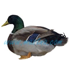 Kachna ruánská, kačer, samolepka drůbež