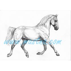Kladrubský kůň, bělouš, samolepka koně C 665