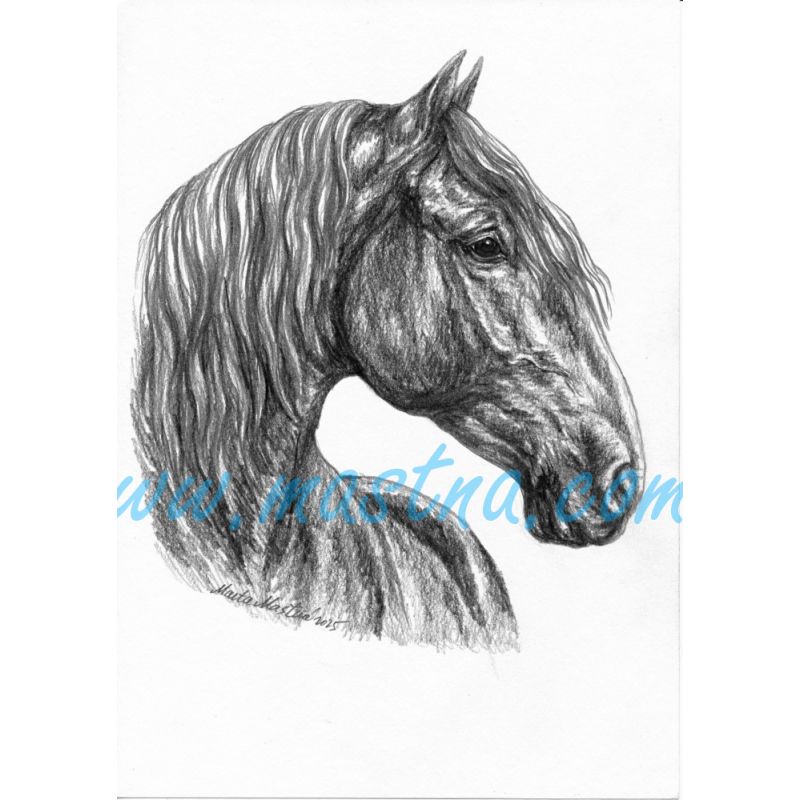 Kladrubský kůň, vraník, samolepka koně C 666