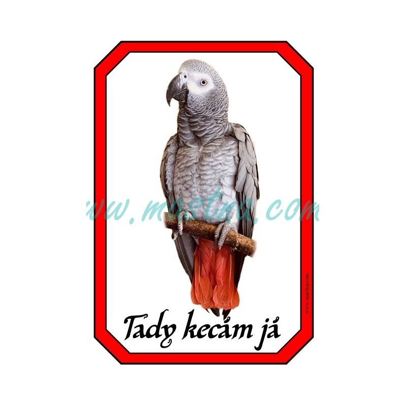 Papoušek žako cedulka kecám 2