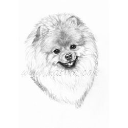 Pomeranian, špic, obraz tužka - tisk
