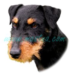 Samolepka jagdteriér 195