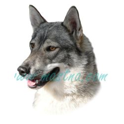 Západosibiřská lajka šedá, samolepka oboustranná 265