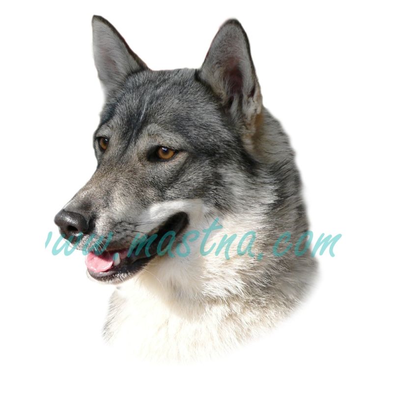 Západosibiřská lajka šedá, samolepka oboustranná 265